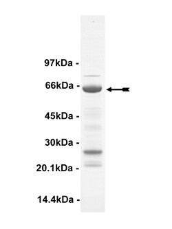 Eurofins DiscoverX ZIPK Protein, Active 10 &mu;g | Buy Online | Eurofins DiscoverX | Fisher Scientific